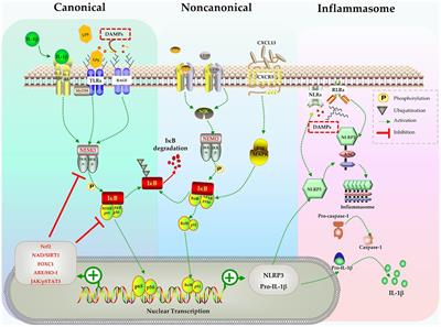 IL-1β, the first piece to the puzzle of sepsis-related cognitive impairment?